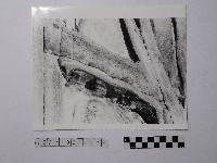 黃則修攝野柳地景藏品圖，第1張