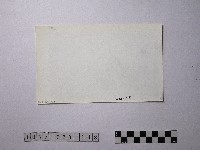 黃則修攝野柳地景藏品圖，第2張