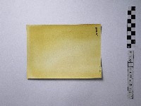 黃則修攝女子藏品圖，第2張