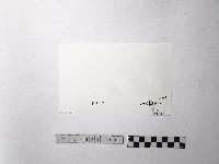 黃則修攝野柳地景藏品圖，第2張