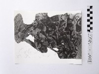 黃則修攝野柳地景藏品圖，第1張