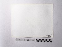 黃則修攝野柳地景燭臺石藏品圖，第2張