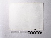 黃則修攝野柳地景燭臺石藏品圖，第2張