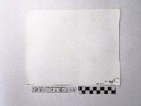 黃則修攝野柳地景燭臺石藏品圖，第2張