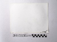 黃則修攝野柳地景燭臺石藏品圖，第2張