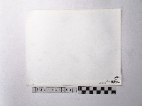 黃則修攝野柳地景燭臺石藏品圖，第2張