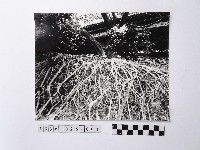 黃則修攝盤根錯節的裩藏品圖，第1張