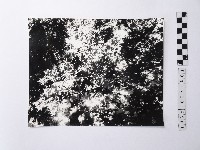 黃則修攝樹葉藏品圖，第1張