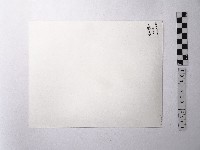 黃則修攝樹葉藏品圖，第2張