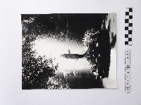 黃則修攝鯉魚噴水池藏品圖，第1張