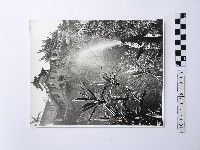 黃則修攝鯉魚噴水池與指南宮藏品圖，第1張