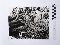 黃則修攝樹根特寫照片藏品圖，第1張