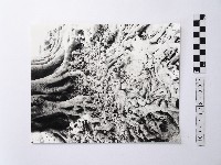 黃則修攝樹根特寫照片藏品圖，第1張