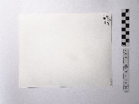 黃則修攝樹根特寫照片藏品圖，第2張