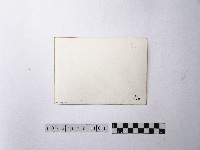 黃則修攝大安公園藏品圖，第2張