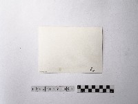 黃則修攝大安公園藏品圖，第2張