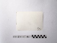 黃則修攝大安公園藏品圖，第2張