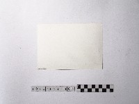 黃則修攝舞龍舞獅藏品圖，第2張