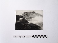 黃則修攝魚群水中優游藏品圖，第1張