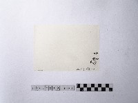 黃則修攝魚群水中優游藏品圖，第2張