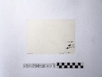 黃則修攝魚群水中優游藏品圖，第2張