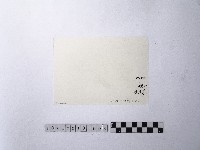 黃則修攝魚群水中優游藏品圖，第2張