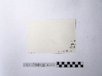 黃則修攝魚群水中優游藏品圖，第2張