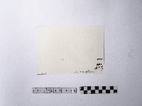 黃則修攝魚群水中優游藏品圖，第2張