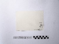 黃則修攝魚群水中優游藏品圖，第2張