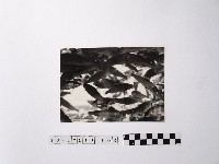 黃則修攝魚群水中優游藏品圖，第1張