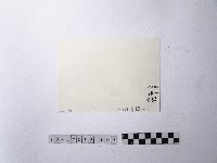 黃則修攝魚群水中優游藏品圖，第2張