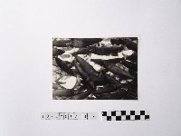 黃則修攝魚群水中優游藏品圖，第1張