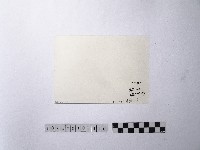 黃則修攝魚群水中優游藏品圖，第2張