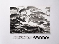 黃則修攝魚群水中優游藏品圖，第1張