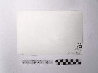 黃則修攝魚群水中優游藏品圖，第2張