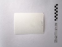 黃則修攝野柳的稀客－凌波藏品圖，第2張