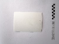 黃則修攝野柳的稀客－凌波藏品圖，第2張