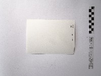 黃則修攝野柳的稀客－凌波藏品圖，第2張