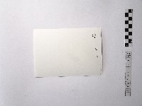 黃則修攝野柳的稀客－凌波藏品圖，第2張