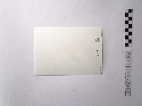 黃則修攝野柳的稀客－凌波藏品圖，第2張