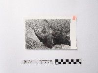 黃則修攝野柳地景ET留像藏品圖，第1張