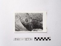 黃則修攝野柳地景ET留像藏品圖，第1張