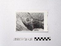 黃則修攝野柳地景ET留像藏品圖，第1張