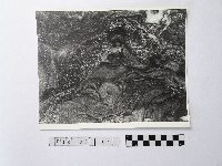 黃則修攝野柳地景藏品圖，第1張