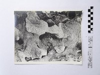 黃則修攝野柳地景藏品圖，第1張