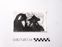 黃則修攝野柳地景藏品圖，第1張