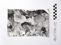 黃則修攝野柳地景藏品圖，第1張