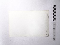 黃則修攝野柳地景蜂窩岩藏品圖，第2張