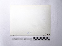 黃則修攝野柳地景燭臺石藏品圖，第2張