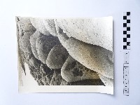 黃則修攝野柳地景藏品圖，第1張